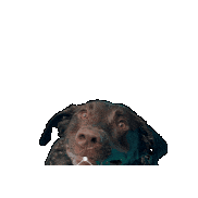 Real Estate Dog Sticker by PRMI