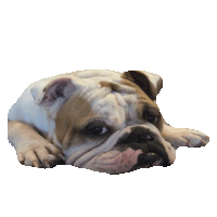 bulldog STICKER by imoji