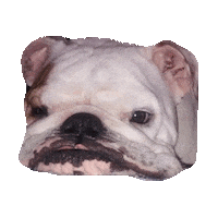 bulldog GIF by imoji