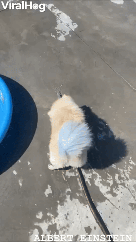 Pup Fills Up His Pool