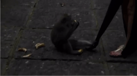 monkey GIF