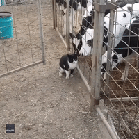 You’ve Got to Be Kitten Me: Farm Cat Blends In With Victoria Calves