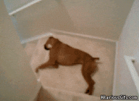 Video gif. Lazy boxer dog wiggles itself down carpeted stairs, sliding down the flight and rolling playfully onto its back at the bottom.
