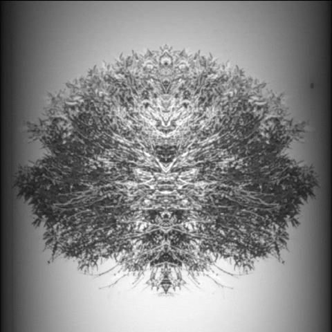 Digital Art Theforestry GIF by Mel Little