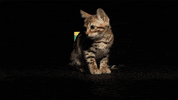animation cat GIF by Originals