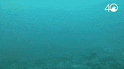 Environment Osborne GIF by 4ocean
