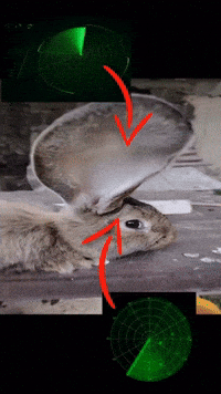 Did You Hear That Bunny GIF