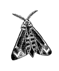 Transparency Buzzkill Sticker by MOTHICA