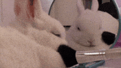Makeup Bunny GIF