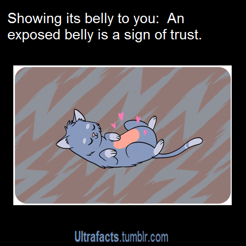 Illustrated gif. A gray cat lying on its back with closed eyes, looking serene. Text, "Showing its belly to you: An exposed belly is a sign of trust. UltraFacts dot Tumblr dot com."