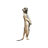 Avonturia kids kind meerkat dier Sticker