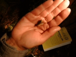 johncryan3 giphygifmaker jumpingslugs biodiversity mollusks weirdspecies GIF