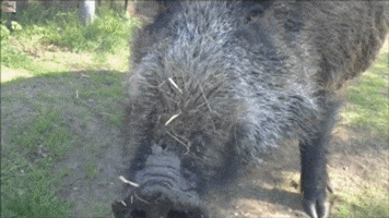 boar GIF by Cheezburger