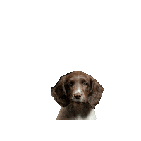 MARQProperty winnie marqproperty marqpets Sticker