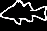 LuckyFisher fish fishing lucky fisherman GIF