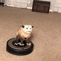 Ride Possum GIF by jOnNy'S wOrLd