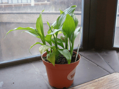 plant GIF