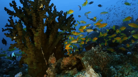 symphony for our world GIF by Nat Geo Wild 