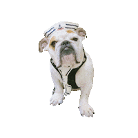 In Love Bulldog Sticker