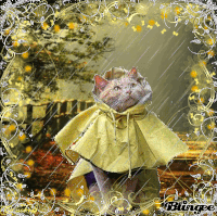 rainy GIF