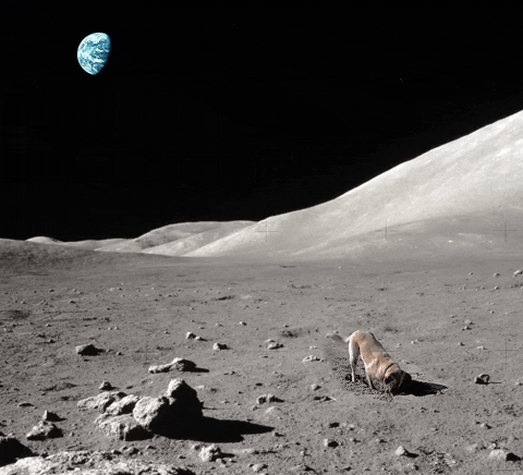 daveaustin giphygifmaker GIF