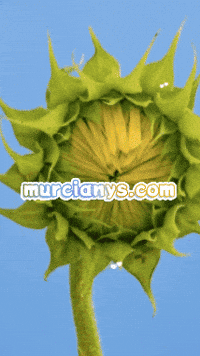 Mi Corazon Amigos GIF by Murcianys LLC