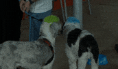 Womens Soccer Dogs GIF by National Women's Soccer League