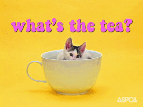 Video gif. A tiny kitten in a teacup bobs his head while the words "what's the tea?" bounce above him.