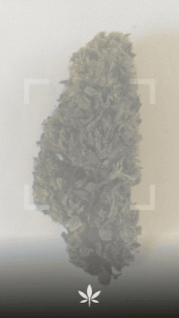 hemp GIF by Product Hunt