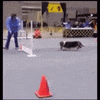 dog GIF by The Videobook