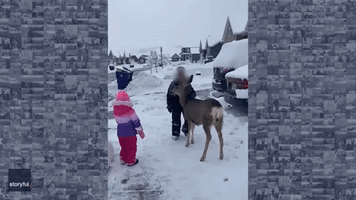 Friendly Deer Pays Visit to Utah Neighborhood