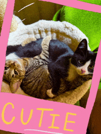 Cute Cat GIF