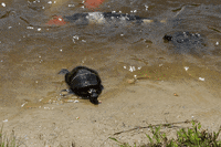 SoMASSBU fish turtle goldfish koi GIF