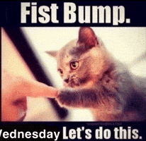 Cat Fist Bump GIF
