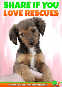 Adopt Me Foster Rescue Love Pj Petjuvenate GIF by PetJuvenate - PJ