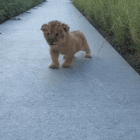 simba GIF