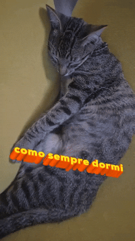 Gatos GIF