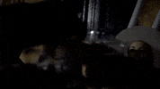 Sub Pop Cowboy GIF by Sub Pop Records