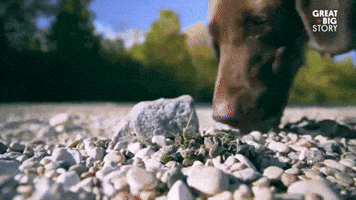 sniffing the brave GIF by Great Big Story