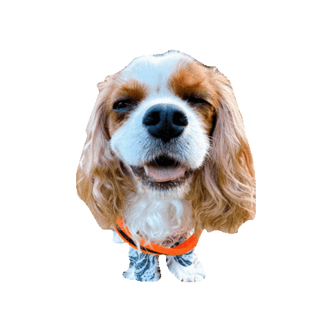 Cavalier Sticker