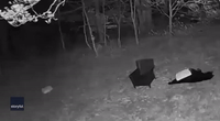Adorable Bears Play With Outdoor Furniture in Asheville Yard