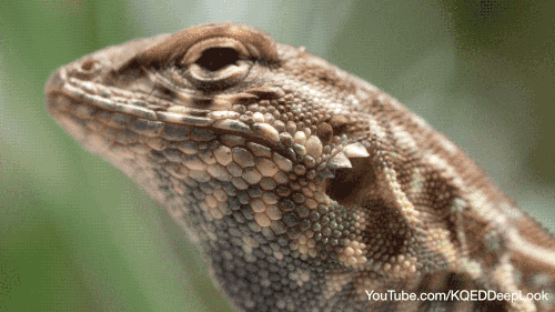 GIF by KQEDScience