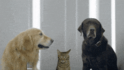 super bowl liii cat GIF by ADWEEK
