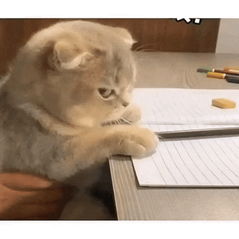 Angry Cat GIF