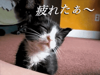 Tired Cat GIF
