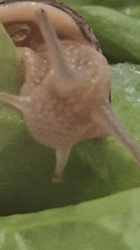 Snail GIF
