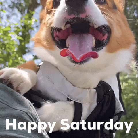Dog Corgi GIF