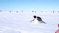 Penguin on the Move | Dynasties