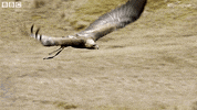 british uk GIF by BBC Earth