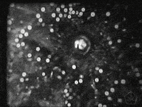 black and white vintage GIF by Okkult Motion Pictures